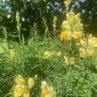 Toadflax hedgerow