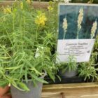 Toadflax nursery