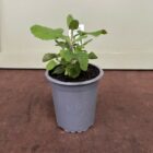 Wood sage 9cm pot