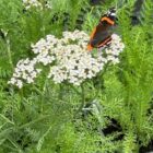 Yarrow and Red admiral