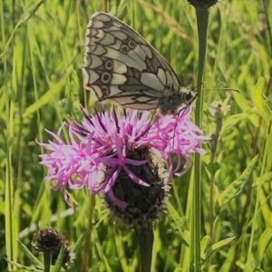 Common knapweed 