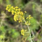 ladys bedstraw