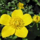 marsh-marigold