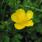 meadow-buttercup