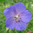 meadow-cranesbill