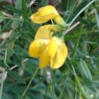 meadow vetchling