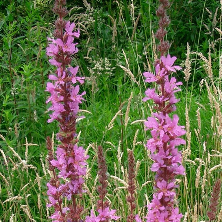 Purple loosestrife (Lythrum salicaria) plants for wetland