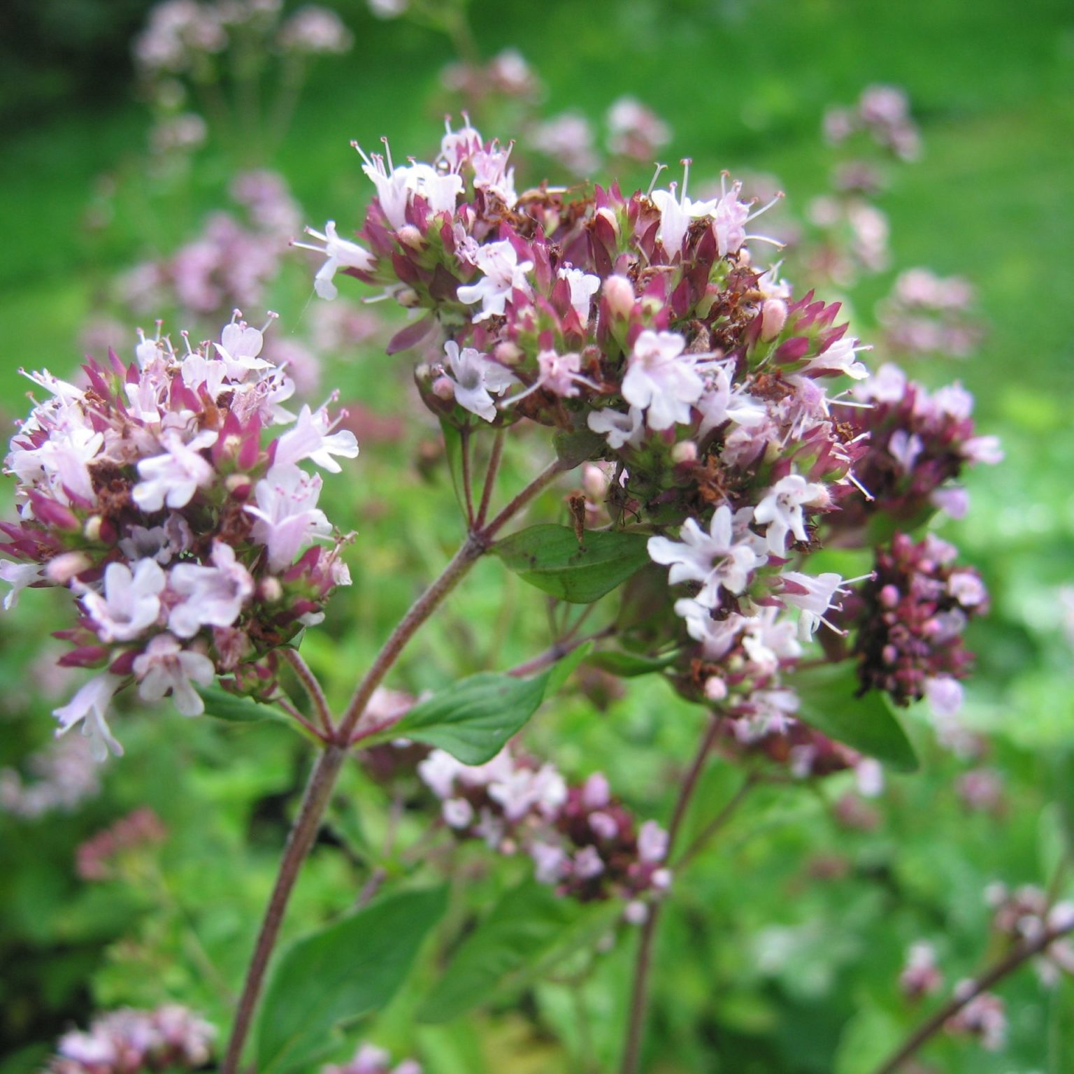 Wild Marjoram Origanum Vulgare Wildflower Plants For Pollinators