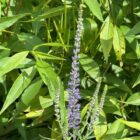 Siked speedwell flower