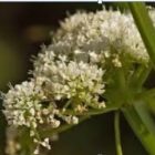 Corky-fruited water-dropwort