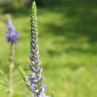 spiked-speedwell