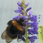 Spiked speedwell bee