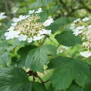 Guelder rose (Viburnum opulus) a shrub for wood and hedgerow