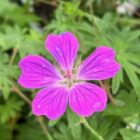 Bloody cranesbill flower