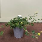 Black medick 9cm pot