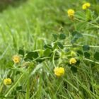 Black medick in grassland