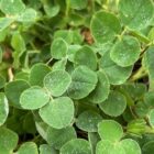 Black medick leaves