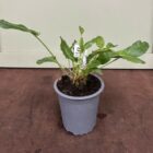 Common sorrel 9cm pot