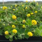 black medick