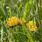 kidney vetch