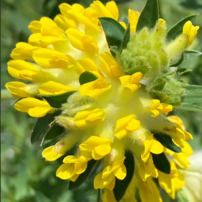 Kidney vetch ( Anthyllis vulneraria) plants for wildlife