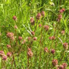 salad-burnet