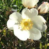 Field-rose