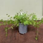 Hedge bedstraw 9cm pot