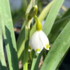 Summer snowflake flower head single