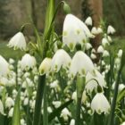 Summer snowflake flower head