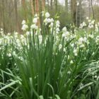 Summer snowflake woodland