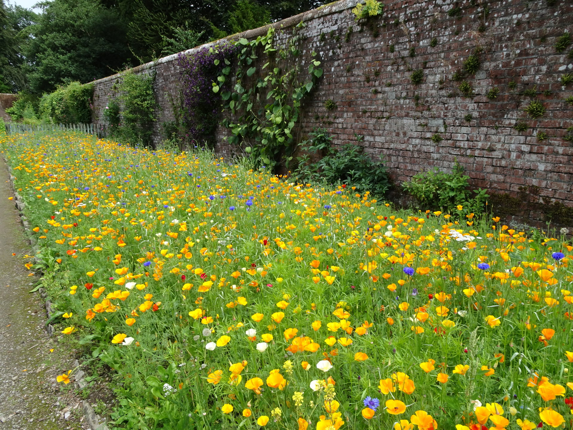 British wildflowers annuals