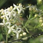 Hedge bedstraw