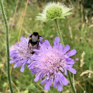 Wildflowers To Attract Butterflies To Your Garden And Create A Wildlife Area