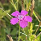 Maiden pink flower