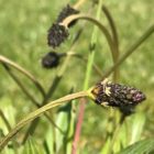 ribwort plantain