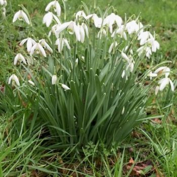 British Native Wildflowers UK | Meadow flowers | Bee friendly