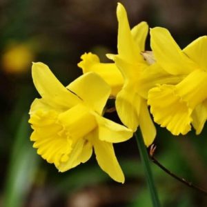 tenby daffodil