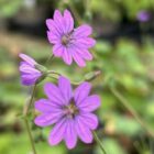 Hedge cranesbill