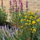 Wildflower pond