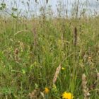 Garden meadow