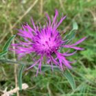 Knapweed flower