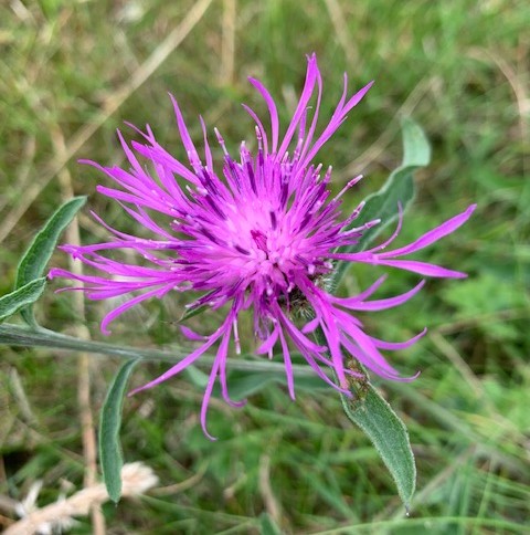 Knapweed flower