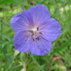 meadow cranesbill flower