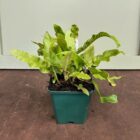 Harts tongue fern 9cm pot