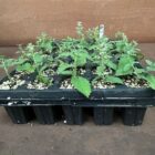 nepeta cuttings