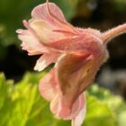 Geum 'Petticoats Peach'