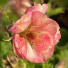 Geum 'Pretticoats Peach' 2