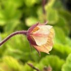 Geum 'Rusty Young'