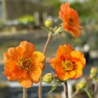 Geum'Totally Tangerine'